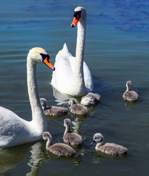 Schwanenfamilie See — Stockfoto