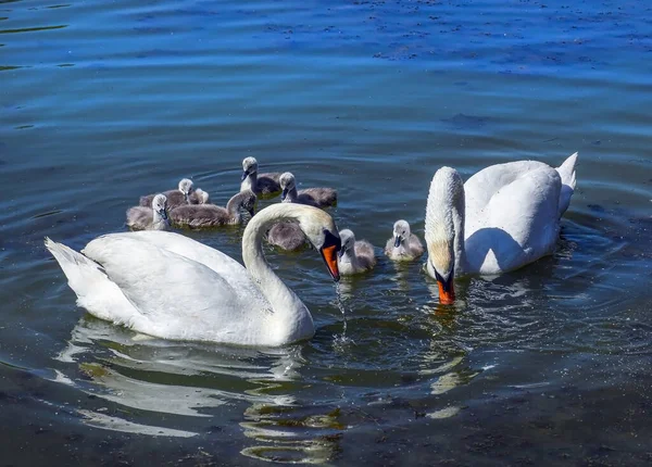Familia Del Cisne Lago — Foto de Stock