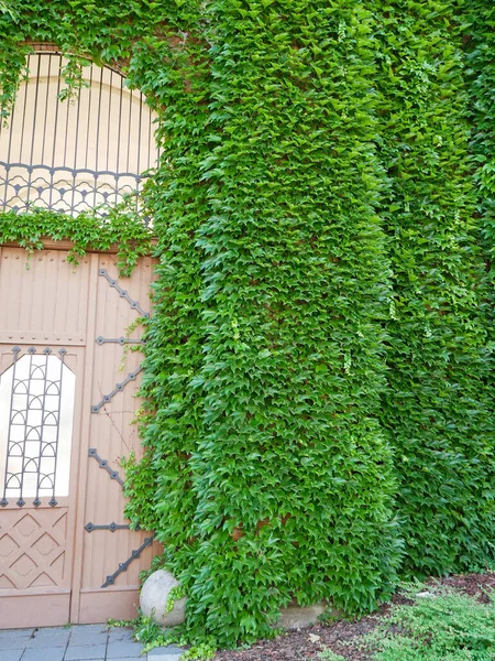 Kletterpflanzen Wachsen Der Wand — Stockfoto