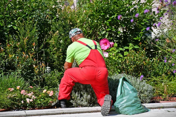 Jardinero Está Trabajando Jardín Flores — Foto de Stock