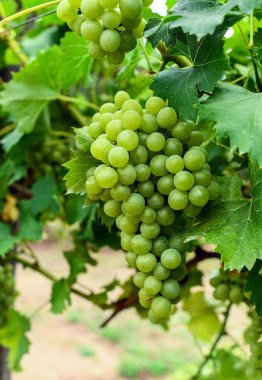 Sonbaharda beyaz üzümler