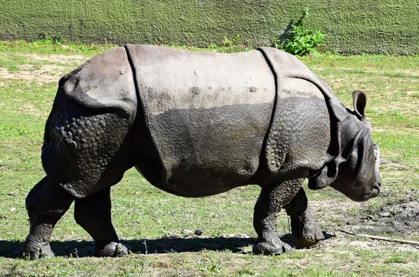 Rhinoceros — Stock Photo, Image