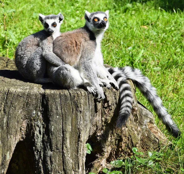 Anel cauda lemur casal — Fotografia de Stock