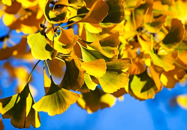 Blätter des Ginkgobaums im Herbst — Stockfoto