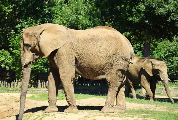 Elefante africano — Foto de Stock