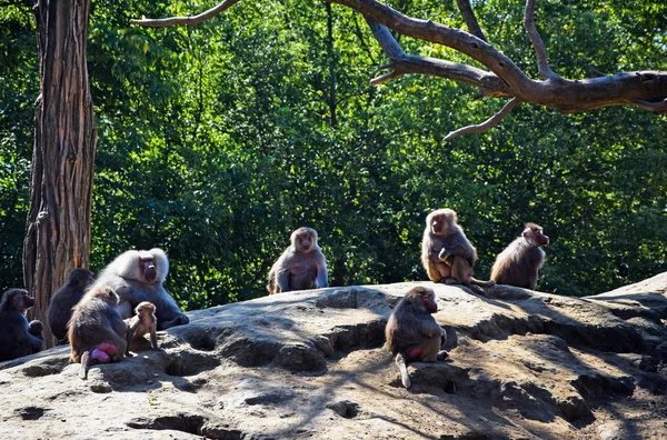 Família dos babuínos — Fotografia de Stock