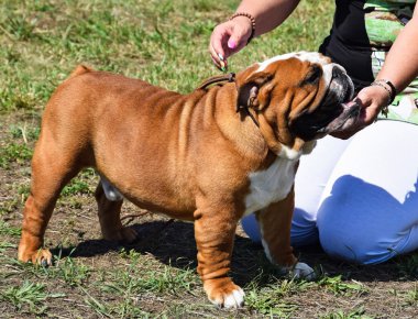 kahverengi bulldog