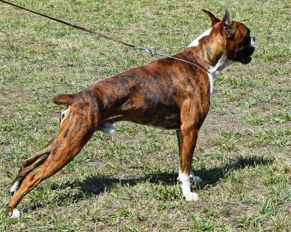 Boxer dog — Stock Photo, Image