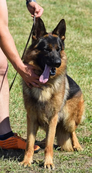 Cão pastor alemão — Fotografia de Stock