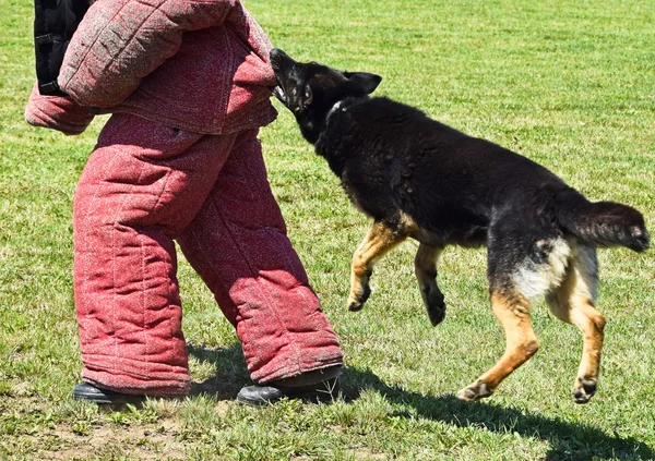 Cane pastore tedesco in formazione — Foto Stock