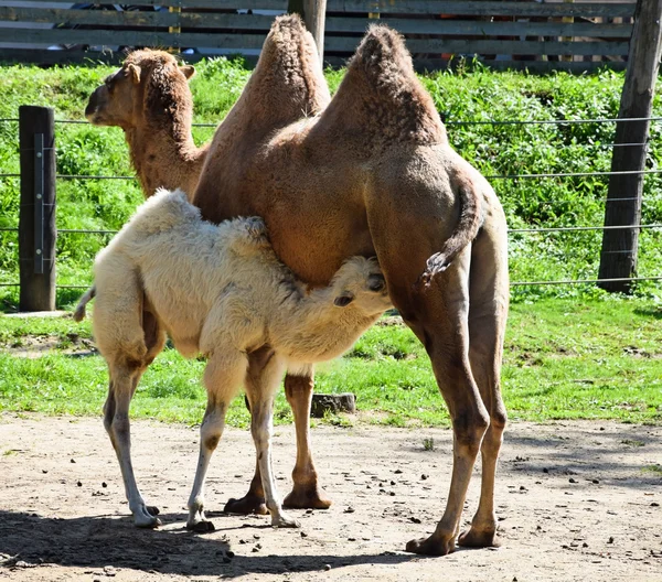 Young camel is suckling — Stock Photo, Image