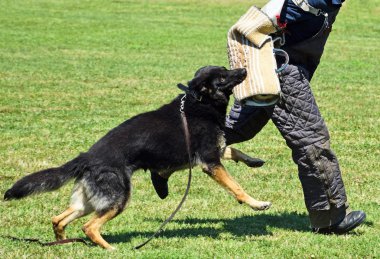 Alman çoban köpek eğitim