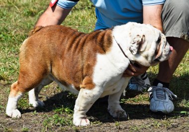 Bulldog.