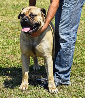 Bull mastiff köpek