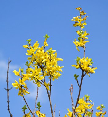 Çiçekler altın çubuk