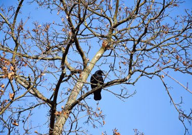 karga ağacında