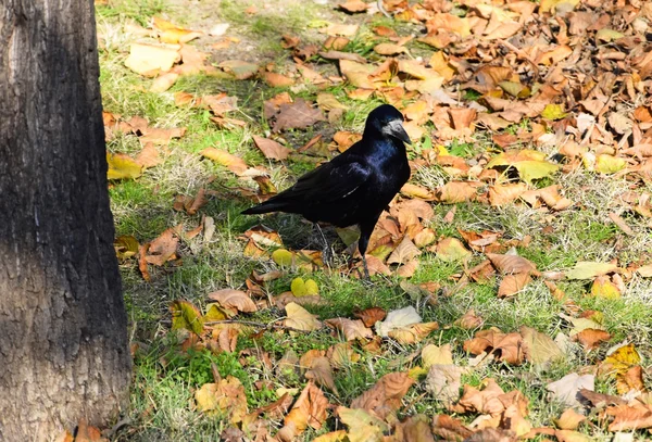 Crow — Stock Photo, Image