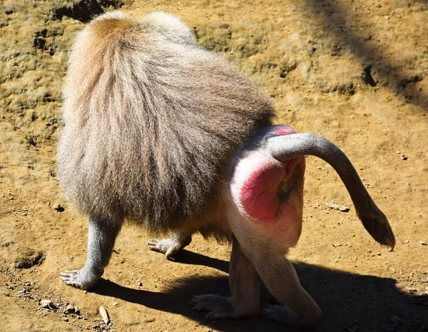 Baboon — Stock Photo, Image