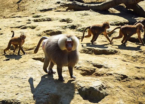 Baboons — Stock Photo, Image