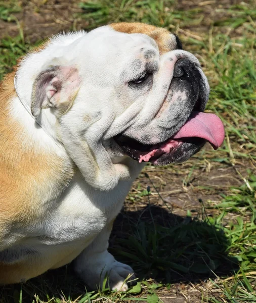 Bulldog — Foto Stock