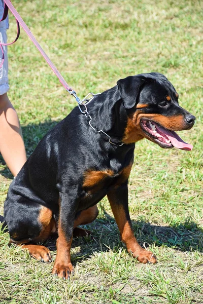 Rottweiler dog — Stock Photo, Image