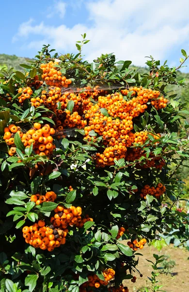 Fire thorn bush berries — Stock Photo, Image