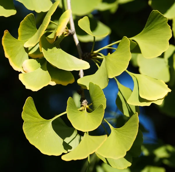 Folhas de ginkgo — Fotografia de Stock