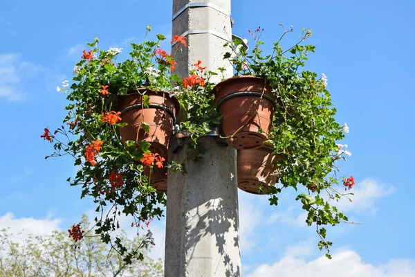Blumen auf einer Stange — Stockfoto