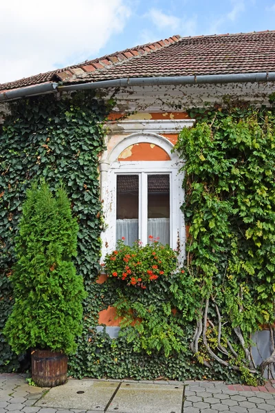 Window with climbing plants — Stock Photo, Image