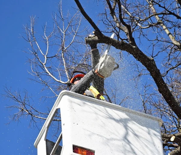 Lumberjack at work — Stock Photo, Image