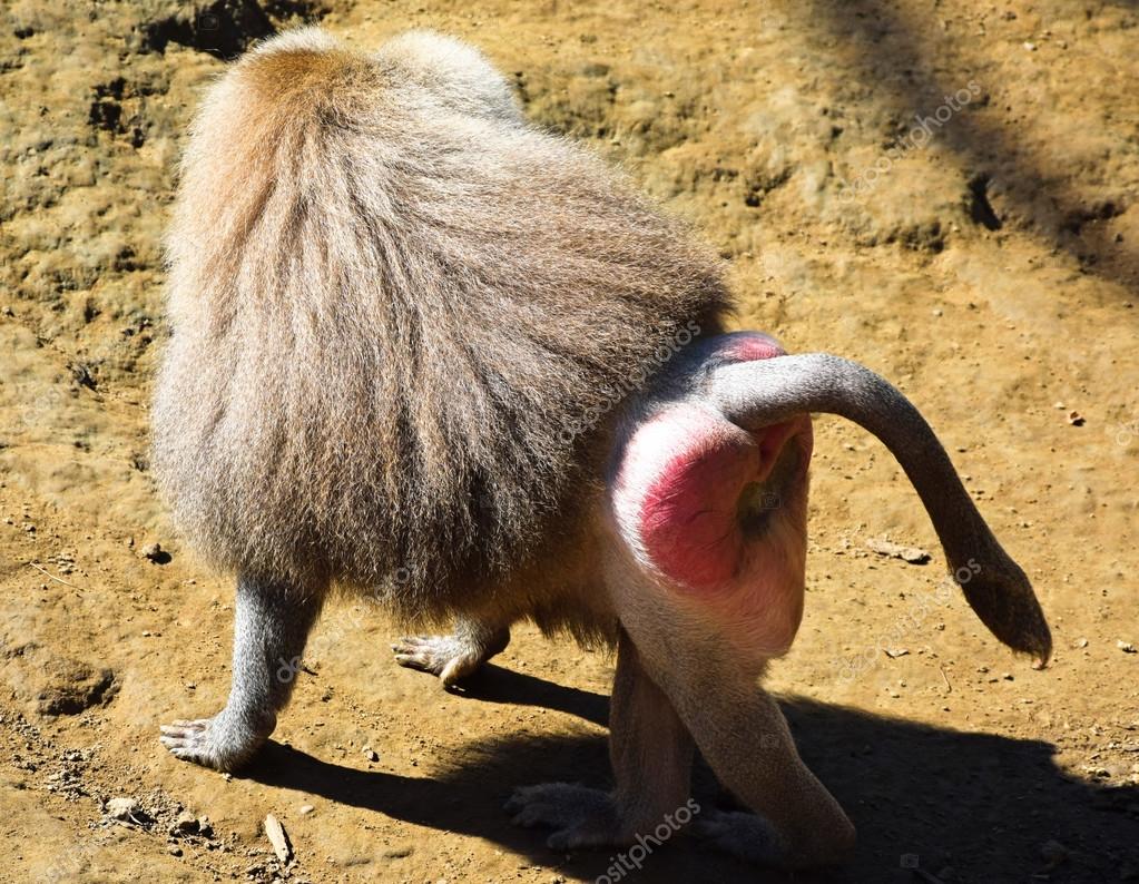 Baboon Ass