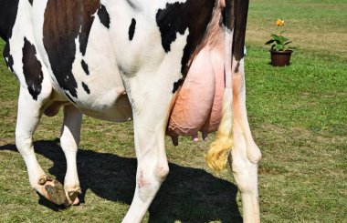 Udder of a cow clipart