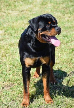 Rottweiler köpek