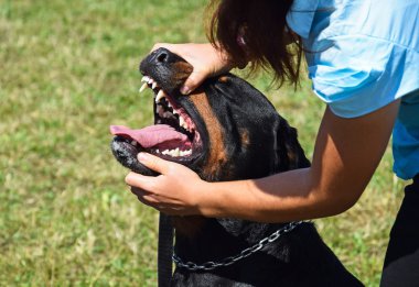 Rottweiler köpek diş muayenesi