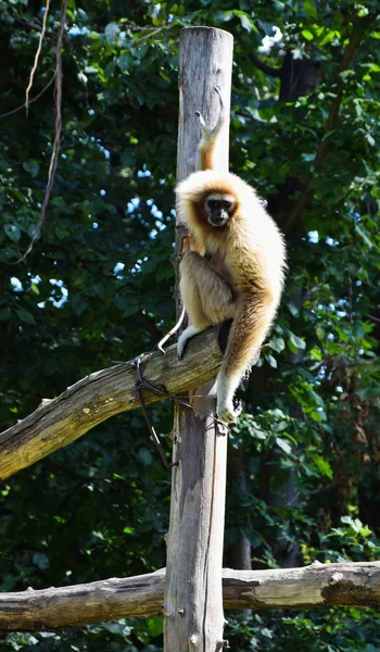 Gibbon... — Fotografia de Stock