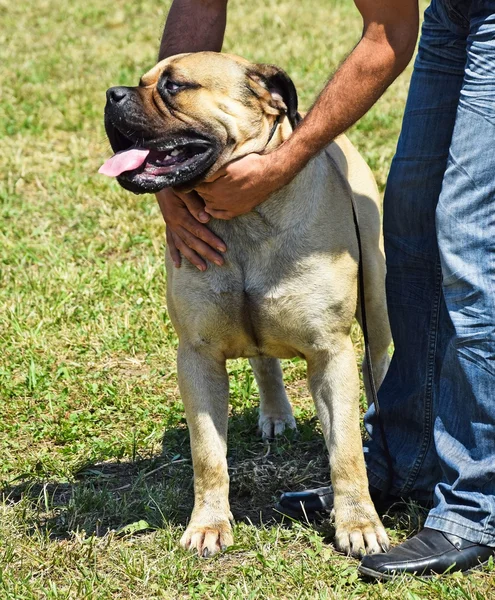 Bull mastiff dog — Stock Photo, Image