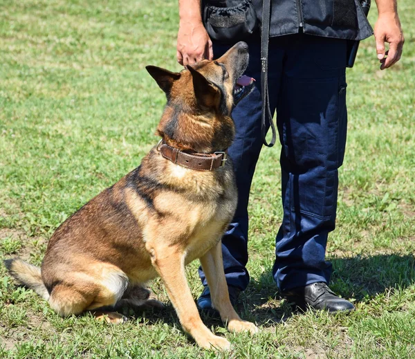 Policial com o seu cão — Fotografia de Stock