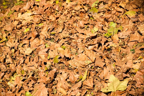 Gevallen bladeren in de herfst — Stockfoto