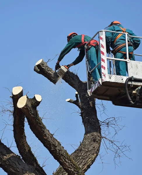 Holzfäller bei der Arbeit — Stockfoto