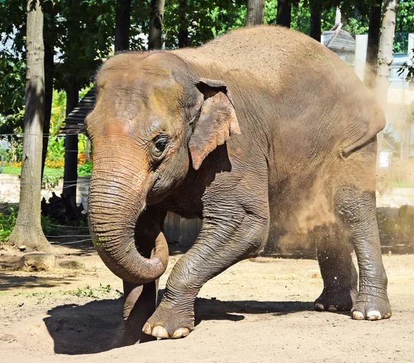 Slon indický — Stock fotografie