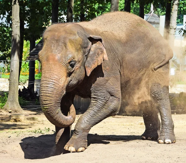 Indian elephant — Stock Photo, Image