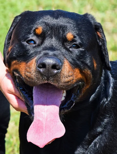 Rottweiler Honden — Stockfoto