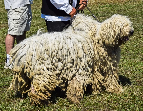 Los perros grandes — Foto de Stock