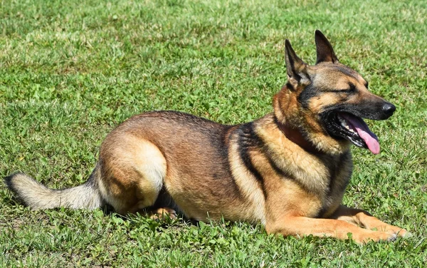 Tysk herdehund — Stockfoto