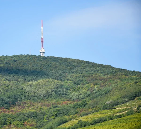 Vingård i sidan hill — Stockfoto