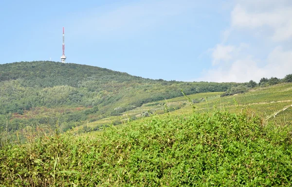 Vineyard in the hill side — Stock Photo, Image