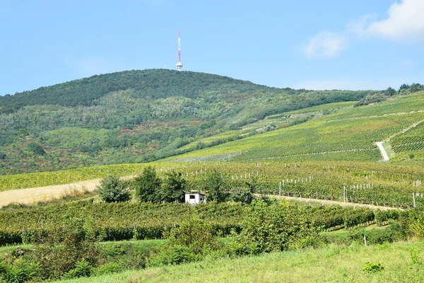 Vineyard in the hill side — Stock Photo, Image