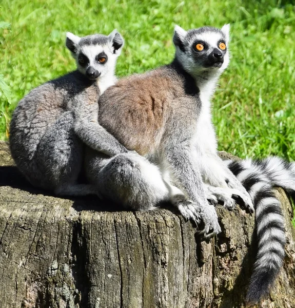 Anel cauda lemur casal — Fotografia de Stock