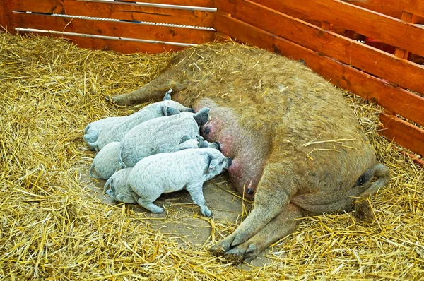 Mangalica pigs — Stock Photo, Image