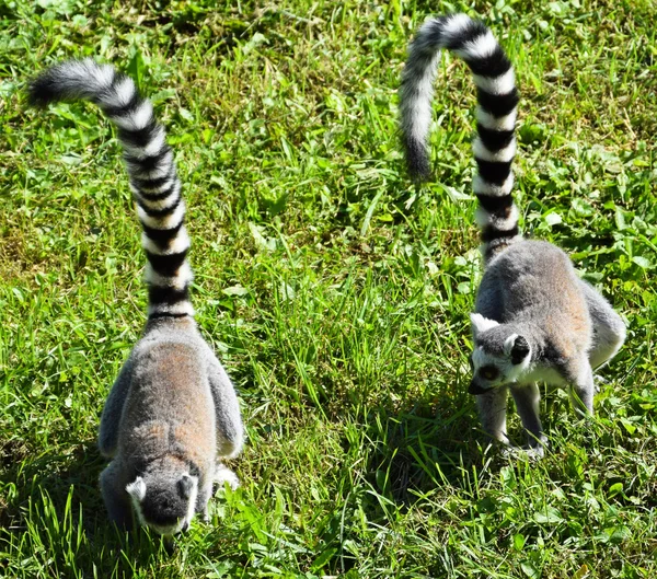 Ring tailed lemurs — Stock Photo, Image